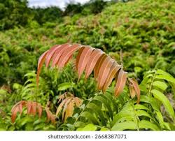 Image result for Stenochlaena