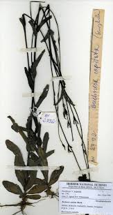 Image result for Buchnera capitata