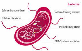 Je nachdem, ob das untersuchte bakterium den farbstoff annimmt (grampositiv) oder nicht (gramnegativ), leitet der arzt eine passende antibiotikatherapie ein. Antibiotika Alles Rund Ums Thema Bei Zur Rose