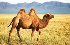 Camels with two humps are called bactrian camels. The Two Humped Bactrian Camels