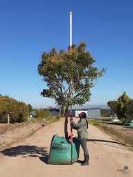 Image result for Nuxia floribunda