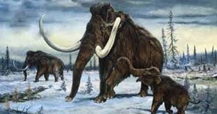 Mammoth Animaux Prehistoriques Prehistorique Animaux