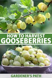 Maybe you would like to learn more about one of these? How To Harvest Gooseberries Gardener S Path