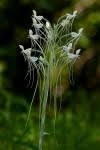 Image result for Habenaria subarmata