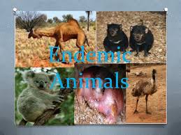 This page contains the list of indonesian animals. Australia S Endemic Plants And Animals And Native Peoples Lessons Blendspace