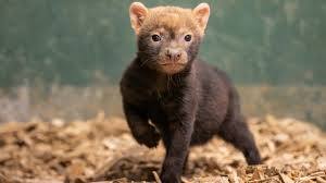 Bush dog puppies frolic as visitors gaze on