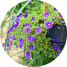 Image result for foto Million Bells