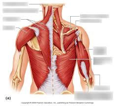 Intermediate back muscles and c. Anatomy Of Back Muscles Diagram Quizlet