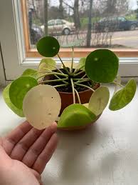 Image result for Pilea rivularis