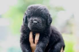 Below is our puppies list! Meet Sawyer Male Akc Newfoundland Puppy Minneapolis Minnesota Newfoundland Newfoundlanddog Newfoundlandpuppi Puppies Newfoundland Puppies Dog Friends