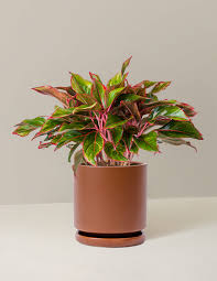 Image result for Isonema