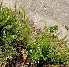 Some grasses that produce a foxtail are themselves called foxtail, also spear grass. Keep Your Dog Away From Deadly Foxtail Grass This Summer Seattle Dogspot