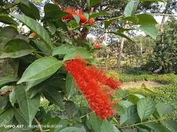 Image result for Combretum acutifolium