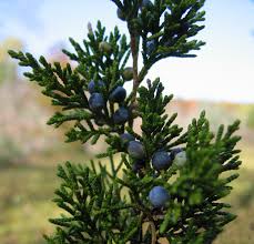 Image result for Juniperus