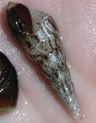The humble freshwater snail has been gaining popularity, and for good reason. Pest Snails In The Aquarium