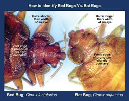 They measure about 3/16 inches long which is about the size of an apple seed. Bed Bug News And Notes Pct Pest Control Technology
