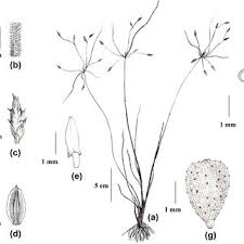 Image result for Fimbristylis scabrida