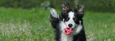 List Of Border Collie Breeders Border Collie Blog