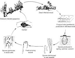 Image result for Tetranychidae grapevine