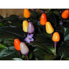 Annuum.ancient ornamental variety native to bolivia. Bolivian Rainbow