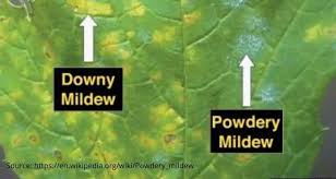 The disease originates from north america, but is photo (kentucky cooperative extension service, uk): What S The Difference Between Powdery And Downey Mildew Cropnuts