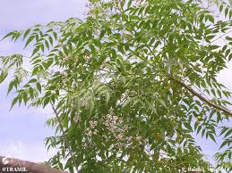 Image result for Melia azedarach