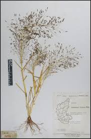 Image result for Eragrostis aspera