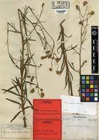 Image result for Felicia grantii