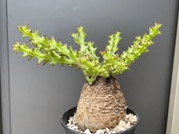 Image result for Euphorbia fanshawei