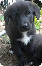 Labrador retriever puppy for sale in kirkwood, pa, usa. 30 Puppies Ideas Puppies Puppy Adoption Pet Adoption