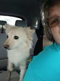 What breed you think she is? I was told pomeranian mix.