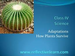 You will note that cacti do not have leaves like most plants which reduces the surface area and subsequent moisture loss. Class Iv Science Plants Adaptation
