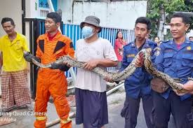 Bahkan jika dosis bisanya tinggi, bukan tidak mungkin mengakibatkan manusia salah satu hal yang bisa anda lakukan, yaitu menetralisir racun berbisa ular dan mengeluarkannya. Belerang Untuk Mengusir Ular