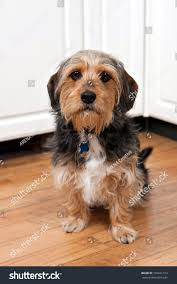 Beagle Mixes Half Beagle Half Terrier Half Beagle Half Jack Russell 2+  Thousand Beagle Terrier