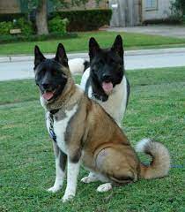 Loyal and loving large {dog bree. Akita Puppies For Sale In Houston Texas Classified Americanlisted Com