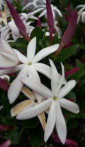 Image result for Jasminum multipartitum