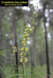 Image result for Crotalaria lanceolata