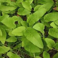 Image result for Carvalhoa campanulata