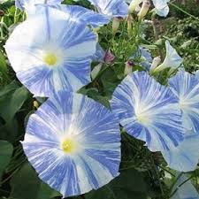 Image result for Ipomoea violacea