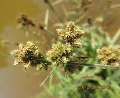 Image result for Fuirena ciliaris