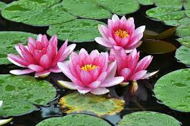 Ada 13 macam bunga hias terbaik yang cocok dijadikan pilihan, mulai dari begonia, adenium, bougenville, anyelir, aster, anggrek, melati, hingga gardenia. 9 Macam Macam Bunga Hias Cantik Untuk Dekorasi Rumahmu