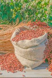 Image result for Sorghum × drummondii