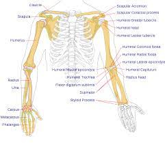 A dolphin's flipper, a bird's wing, a cat's leg, and a human arm are considered homologous structures. File Human Arm Bones Diagram Svg Wikipedia