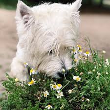 Little rock is the capital of arkansas. 845 Likes 7 Comments Rocky Rocky Westie On Instagram White Flowers Are Westie Flowers Rocky Littlerock Rockywestie Wes Dogs Westies Animals