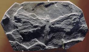 Archivo:Meganeura monyi-Museum Toulouse.png - Wikipedia, la enciclopedia  libre