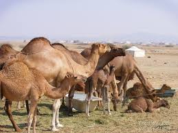 With the exception of california, most states have no retailers. Susie Of Arabia The Life Of A Camel Herder