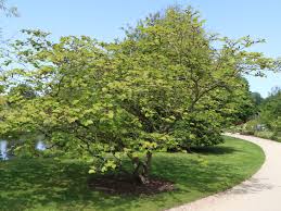 Maybe you would like to learn more about one of these? Zaubernuss Primavera Hamamelis Intermedia Primavera Baumschule Horstmann