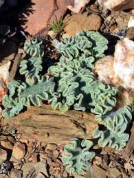 Image result for Eriospermum