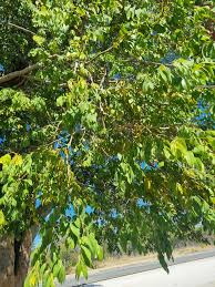 Image result for Dialium englerianum