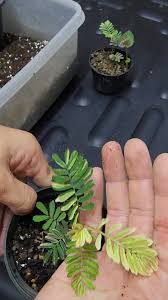 Image result for Phyllanthus inflatus